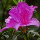 紫杜鹃花